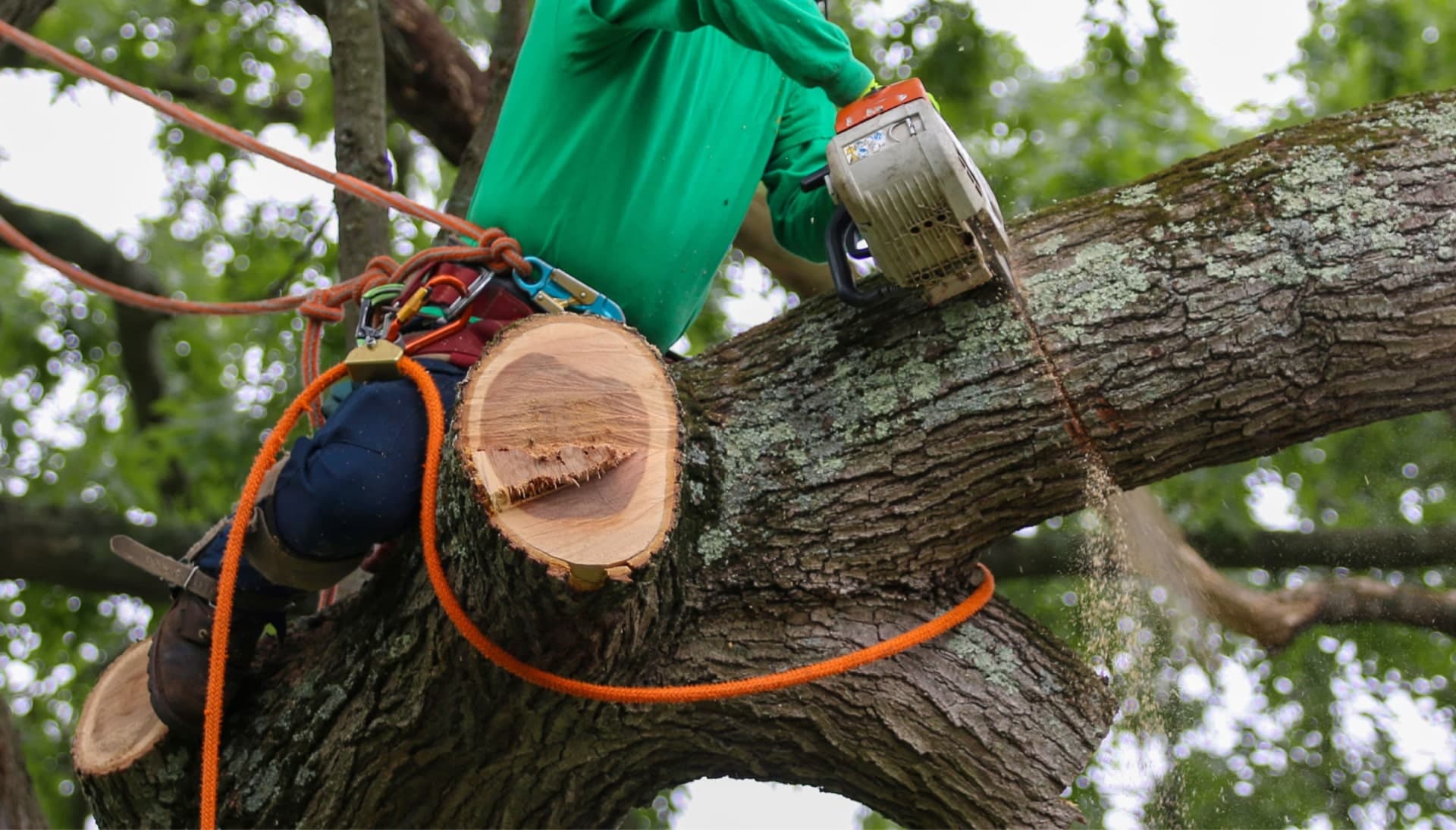 Shed your worries away with best tree removal in Fremont