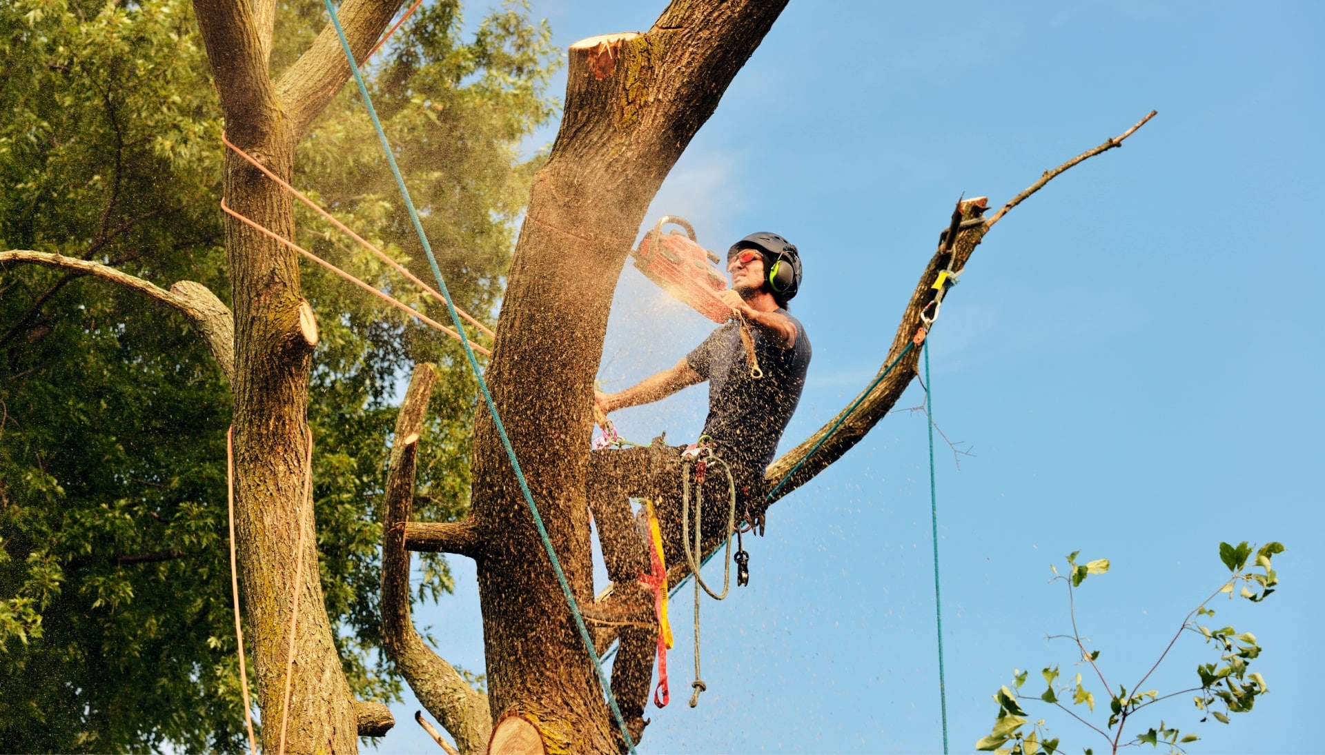 Get rid of tree problems with the expert tree removal contractors in Fremont
