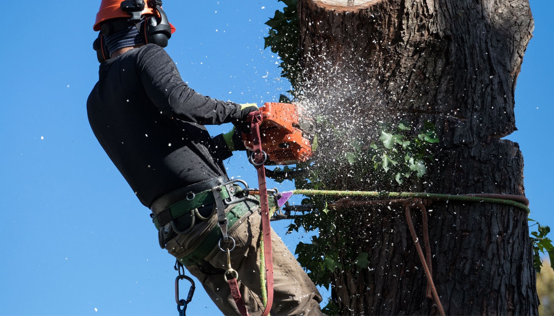 Professional Tree removal solutions in Fremont